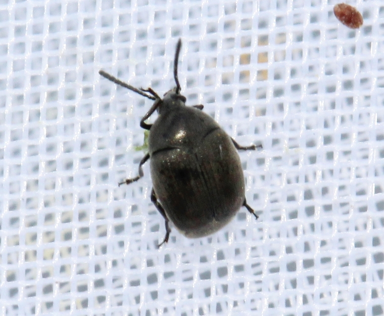 Spermophagus