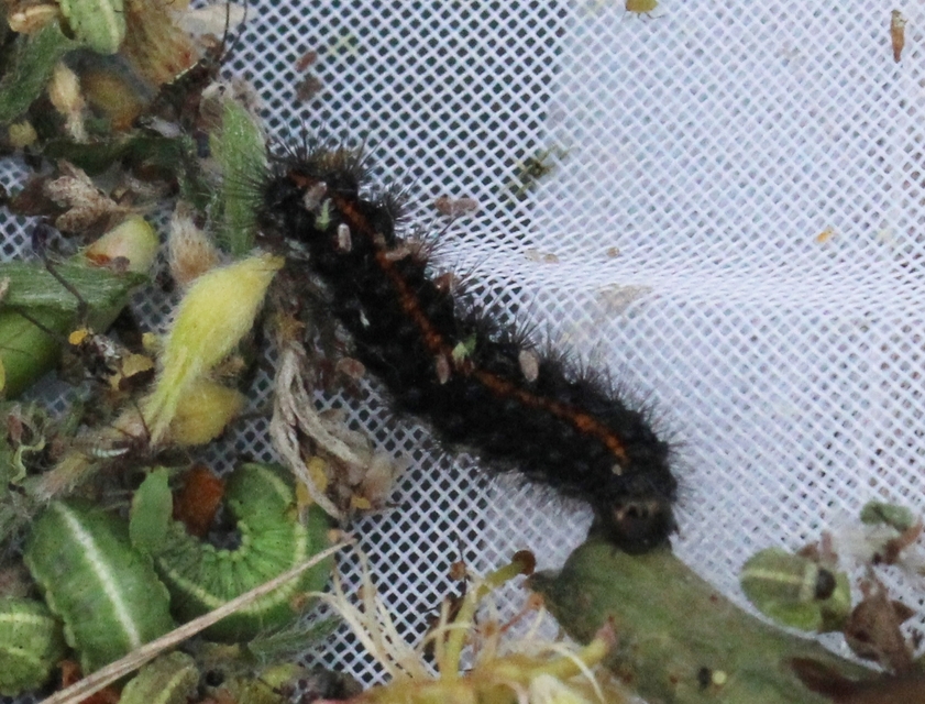 Spiris striata - csíkos molyszövő