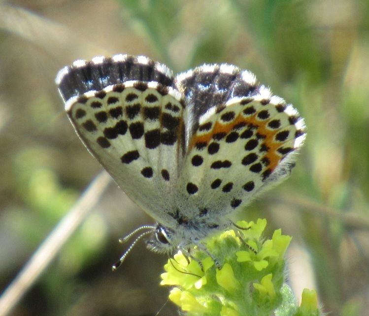 Scolitantides orion - szemes boglárka