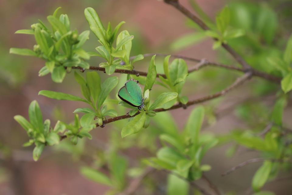 Callophrys rubi - zöldfonákú lepke