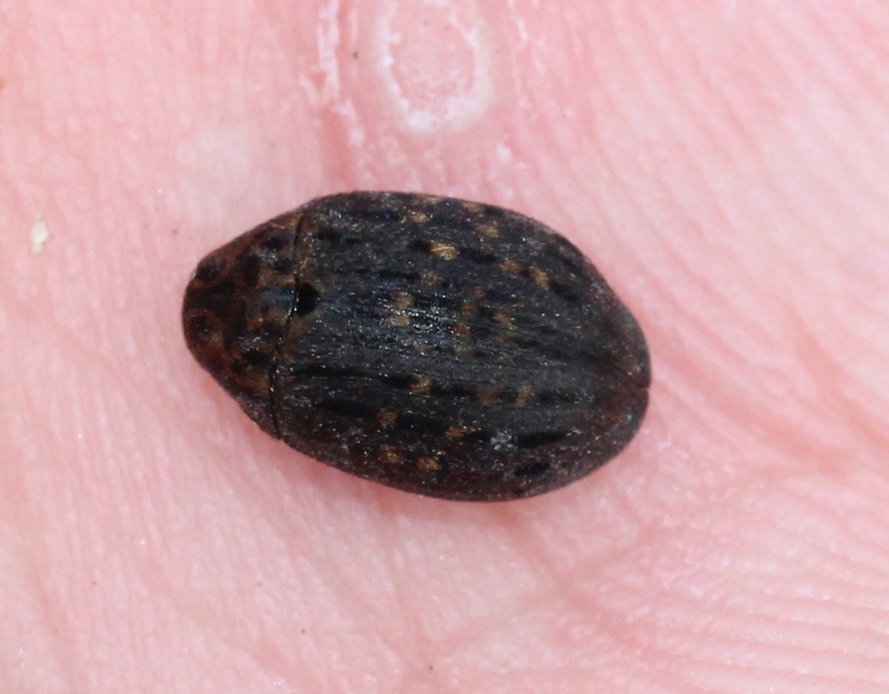 Byrrhus pilula - közönséges labdacsbogár