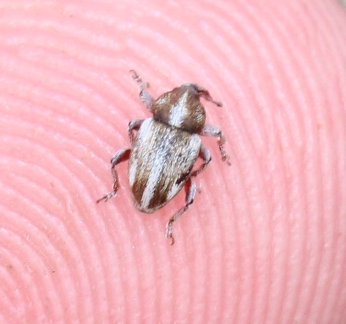 Tychius quinquepunctatus - borsó-tímárormányos