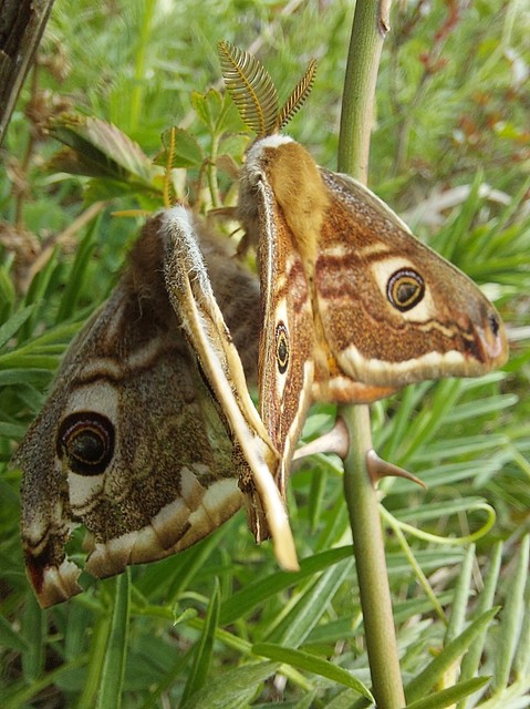 Saturnia pavoniella/pavonia