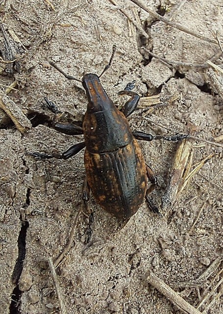 Leucophyes pedestris - négypettyes barkó