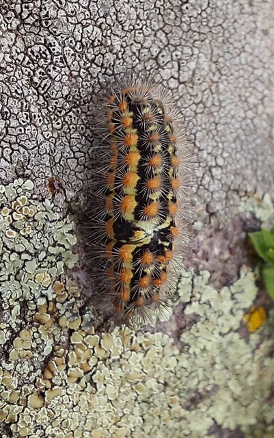 Pentophera morio - réti gyapjaslepke