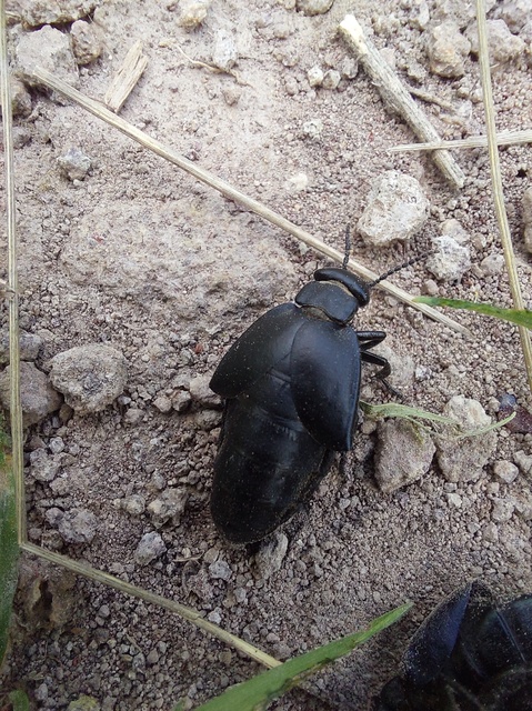 Meloe uralensis - uráli nünüke