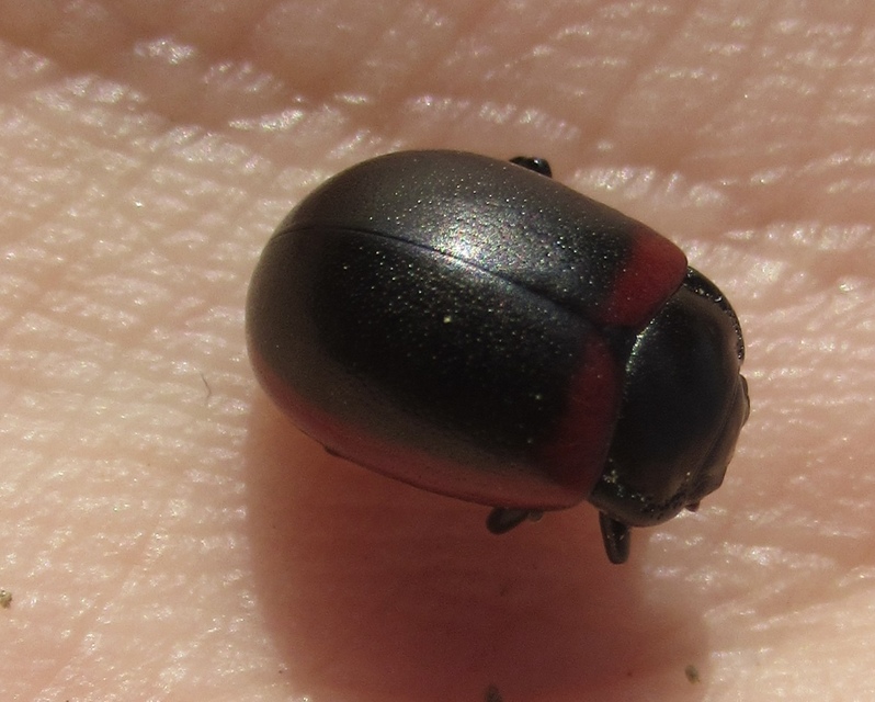 Chrysolina limbata - keretes levélbogár
