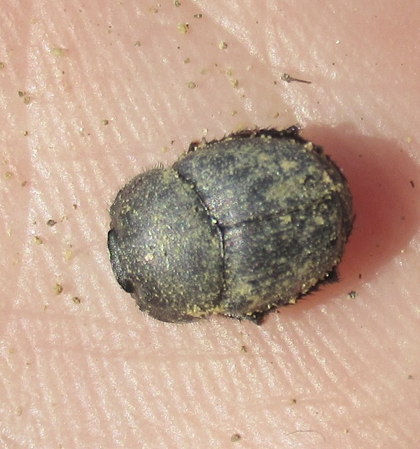 Onthophagus vitulus - ürgevendég trágyatúró