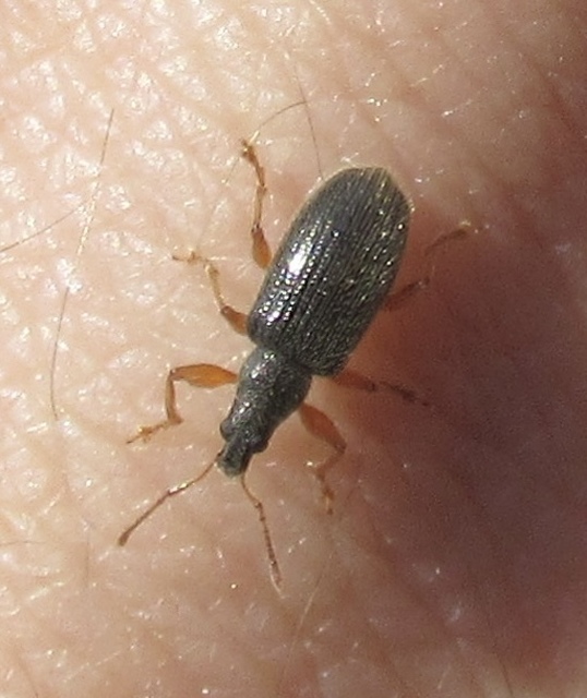 Phyllobius oblongus - közönséges levélormányos