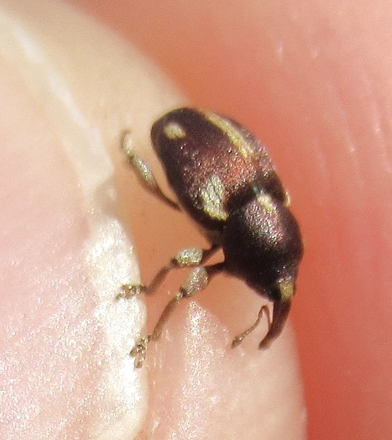 Tychius quinquepunctatus - borsó-tímárormányos