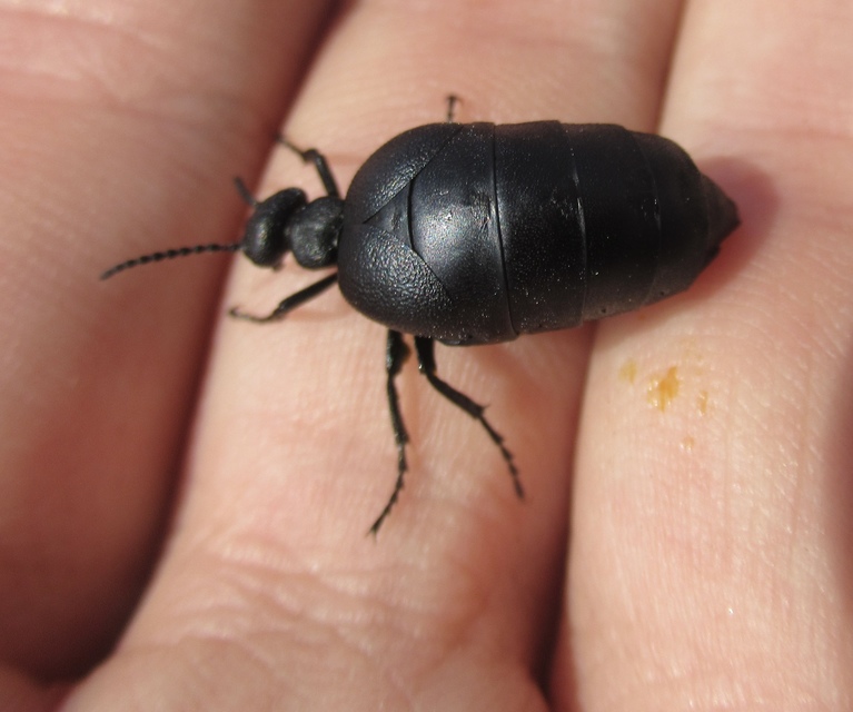 Meloe scabriusculus - érdes nünüke