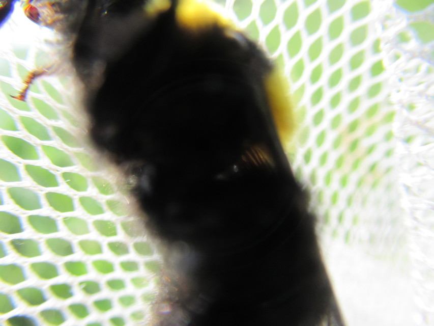Bombus argillaceus - délvidéki poszméh