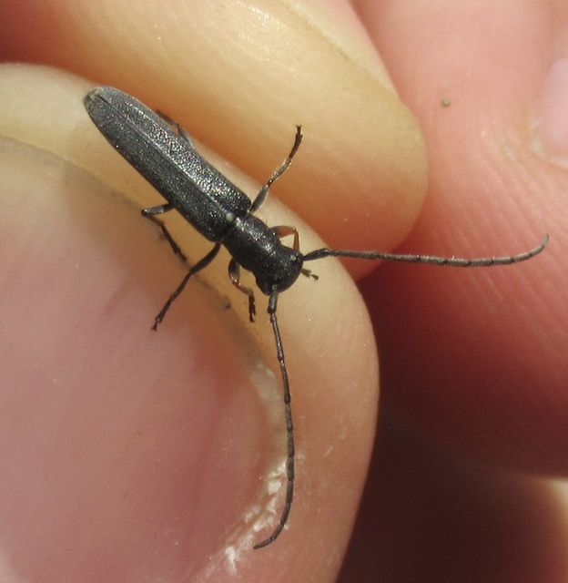 Phytoecia cylindrica - medvelapucincér