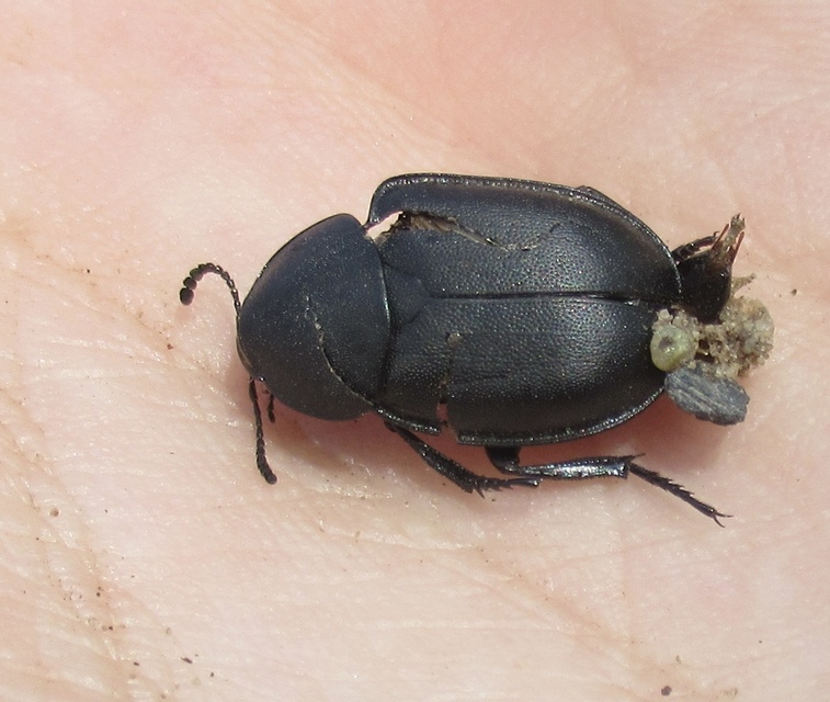 Ablattaria laevigata - sima csigarabló