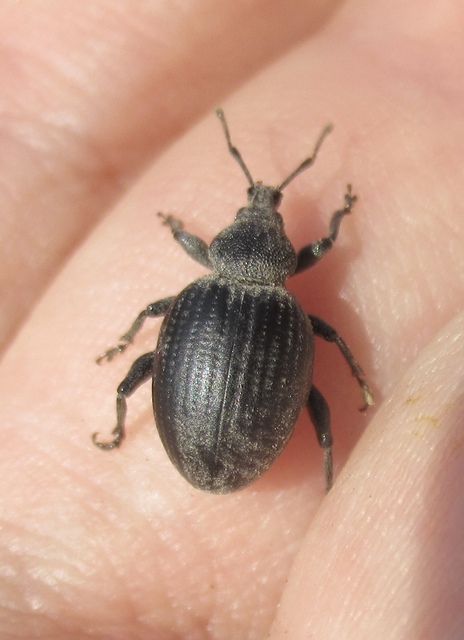 Otiorhynchus catenulatus - gyászos gyalogormányos