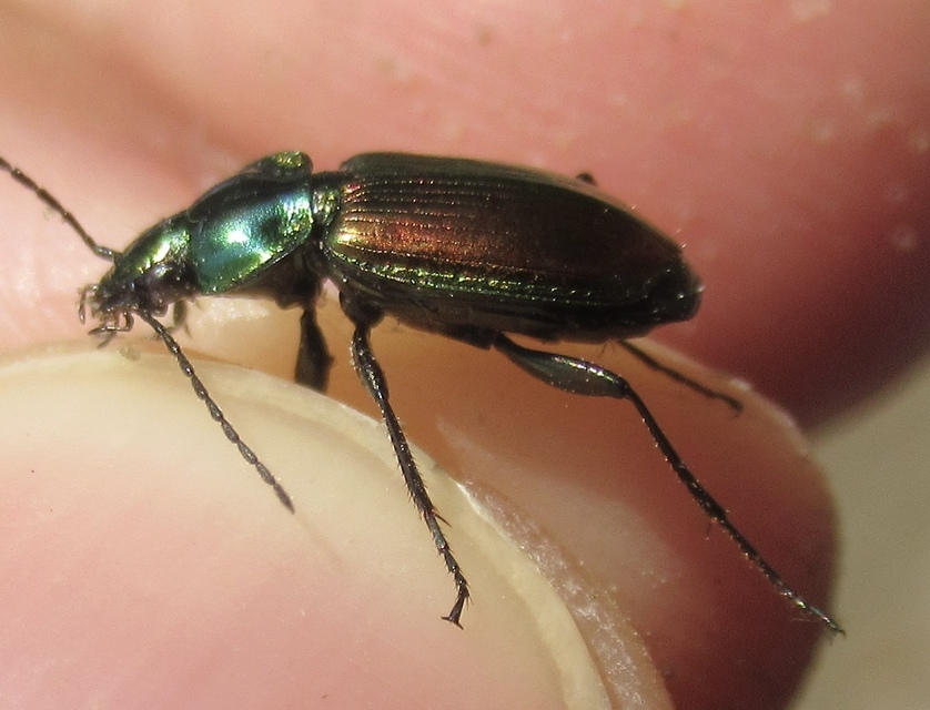 Agonum viridicupreum - rezeszöld kisfutó Agonum viridicupreum - rezeszöld kisfutó