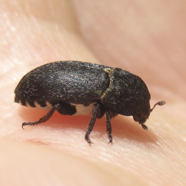 Dermestes laniarius - gyászos porva Dermestes laniarius - gyászos porva
