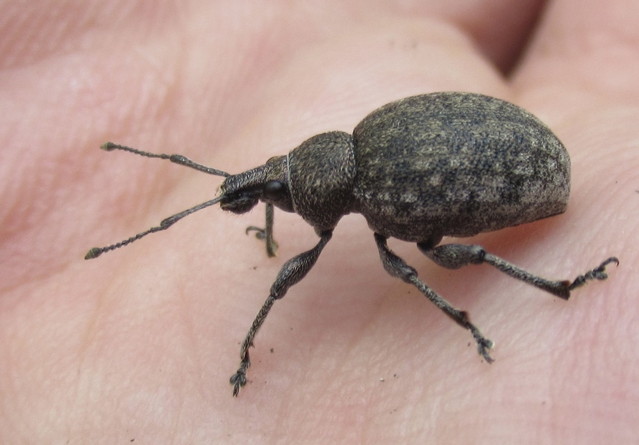 Otiorhynchus ligustici - vincellér-gyalogormányos