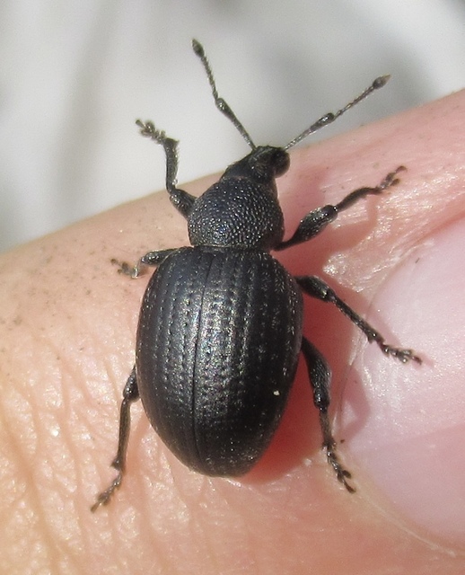 Otiorhynchus catenulatus - gyászos gyalogormányos
