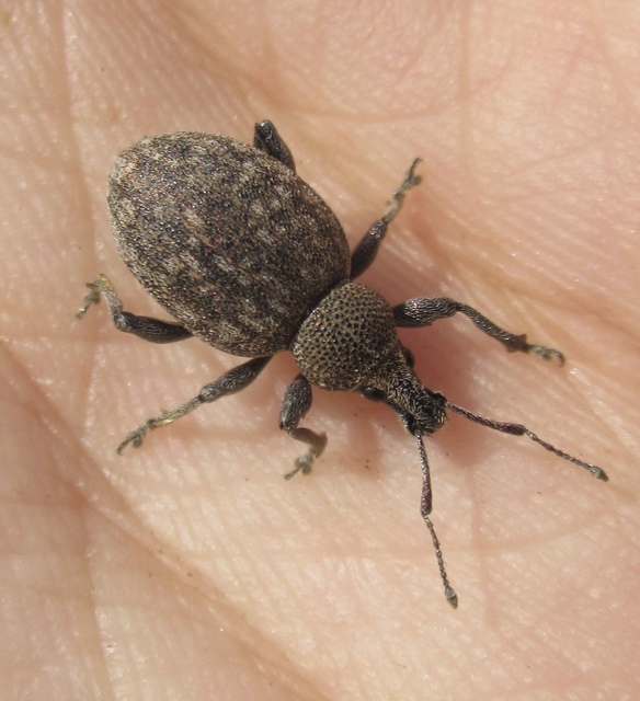 Otiorhynchus ligustici - vincellér-gyalogormányos