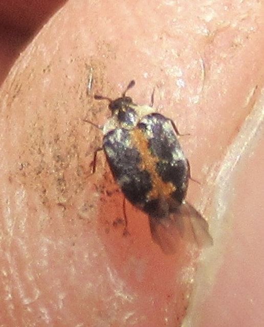 Anthrenus scrophulariae - nagy múzeumbogár