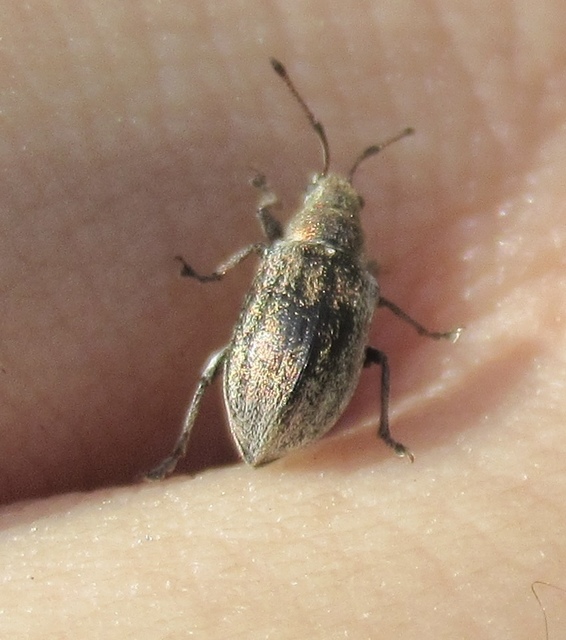 Phyllobius pyri - gyümölcsfa-levélormányos