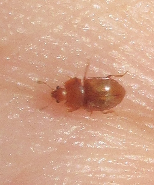 Epuraea Epuraea