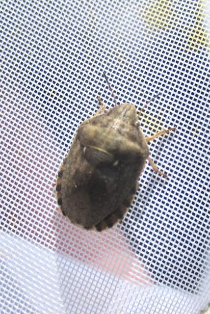 Eurygaster