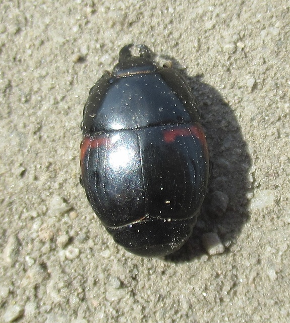 Hister quadrimaculatus - közönséges sutabogár