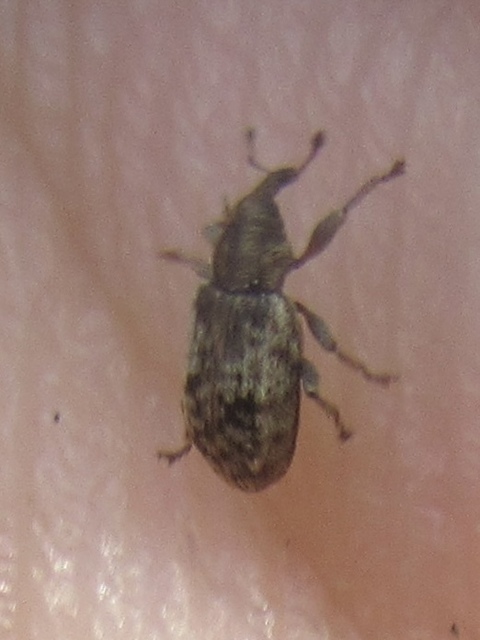 Dorytomus ictor - szegélyes hangormányos