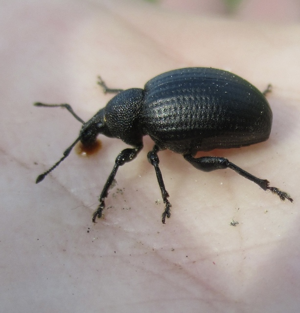 Otiorhynchus catenulatus - gyászos gyalogormányos