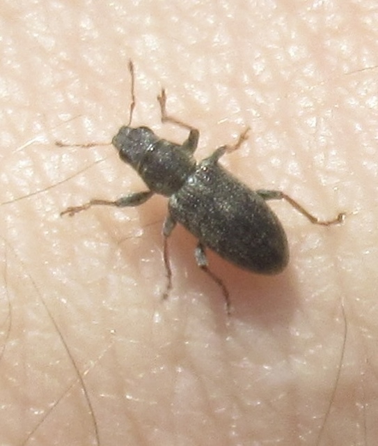 Sitona lateralis - iglice-csipkézőbogár