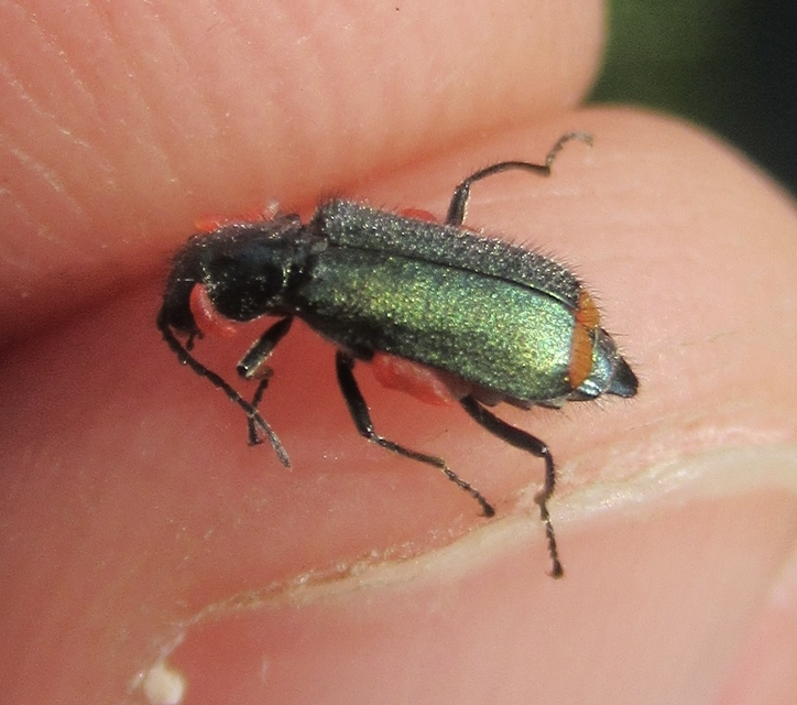 Malachius bipustulatus - kétfoltos bibircsesbogár