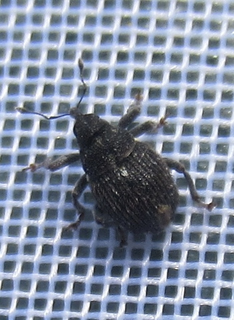 Glocianus pilosellus - szőrös gömbdedormányos