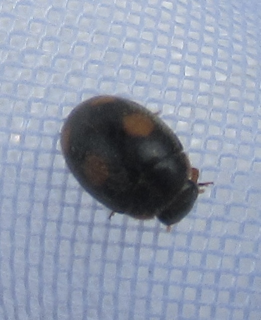 Platynaspis luteorubra - négypettyes szerecsenkata