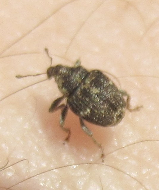 Nedyus quadrimaculatus - közönséges csalánormányos