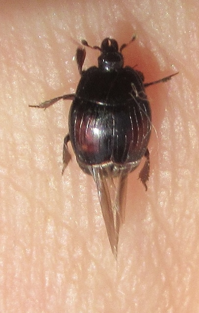 Margarinotus purpurascens - vöröslő sutabogár