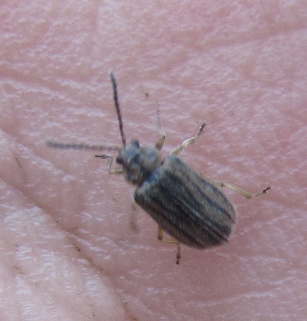 Ophraella communa - parlagfű-olajosbogár