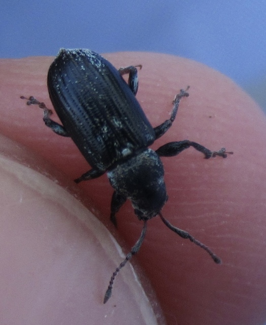 Phyllobius pyri - gyümölcsfa-levélormányos