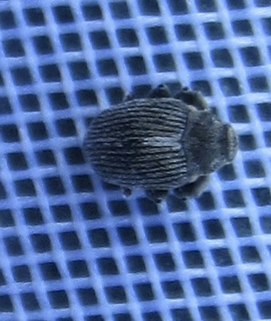 Ceutorhynchus typhae - pásztortáska-ceutormányos