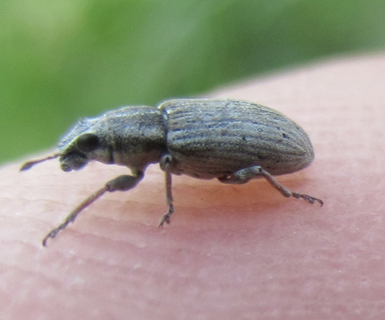 Sitona humeralis - lucerna-csipkézőbogár