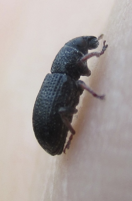 Sitona hispidulus - szőrös csipkézőbogár