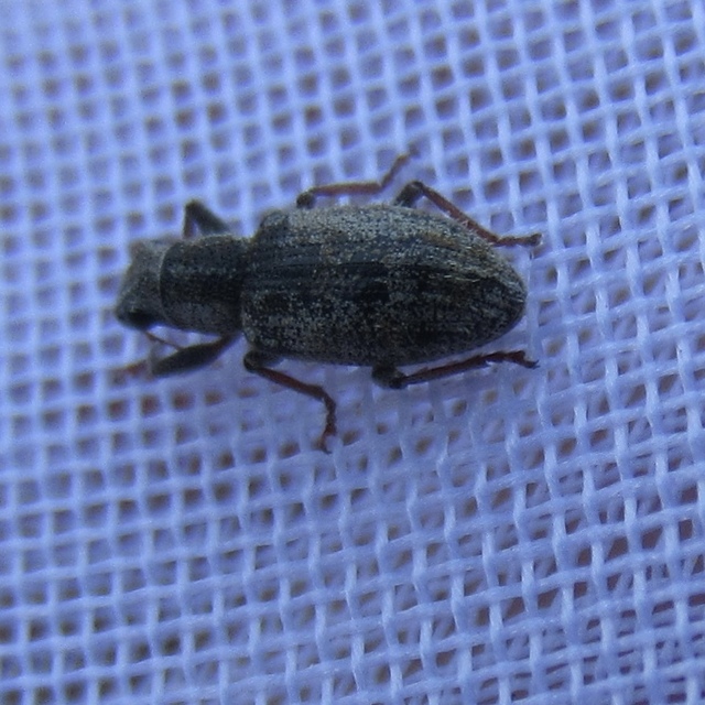 Sitona macularius - borsó-csipkézőbogár