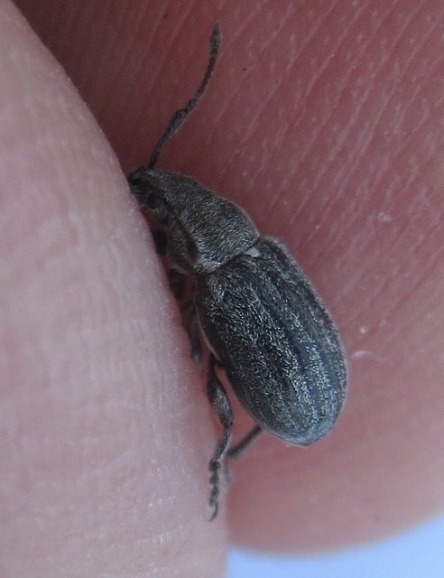Phyllobius pyri - gyümölcsfa-levélormányos