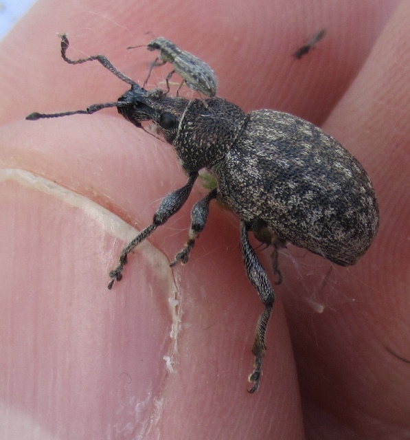 Otiorhynchus ligustici - vincellér-gyalogormányos