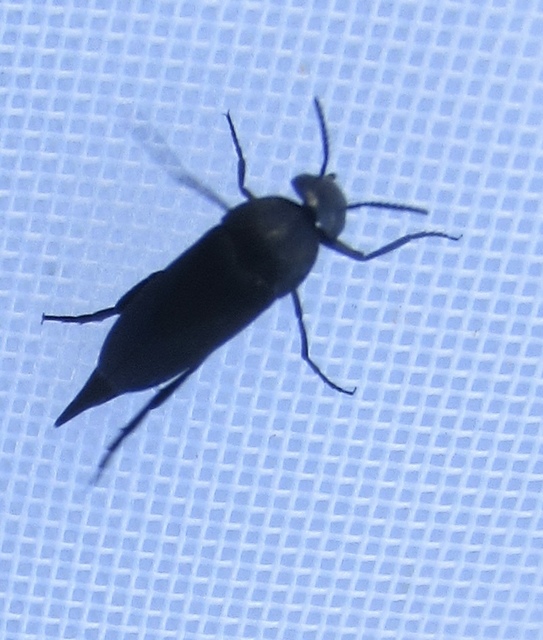 Mordellidae - marókafélék