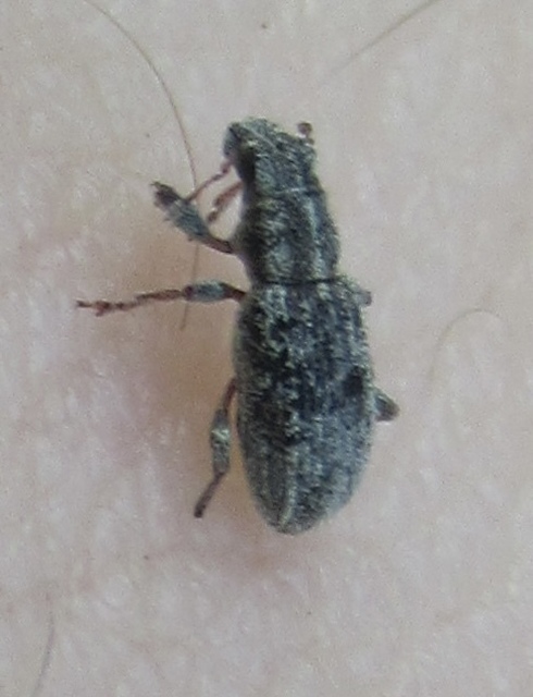 Sitona macularius - borsó-csipkézőbogár