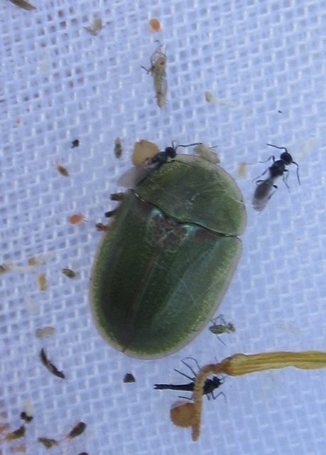 Cassida