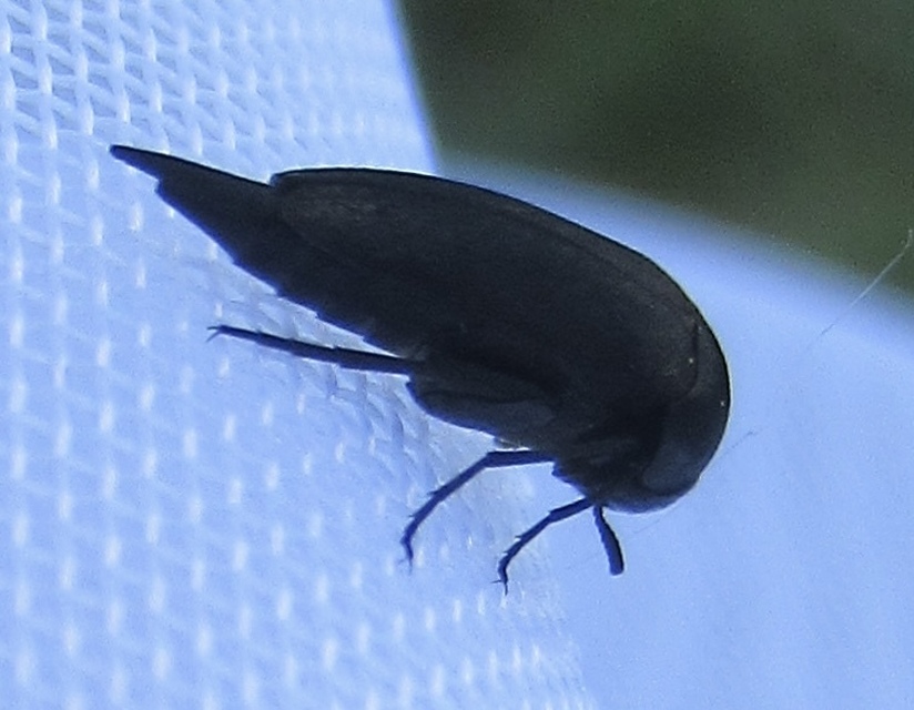 Mordellidae - marókafélék
