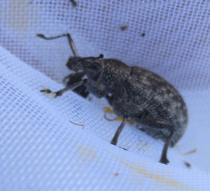 Otiorhynchus ligustici - vincellér-gyalogormányos